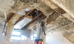 Best Attic Mold Removal  in Gridley, CA